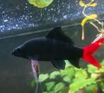 Mooi vuurstaart Labeo, Vis