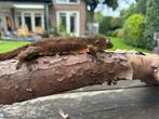 (1.1) bewezen koppel mniarogekko chahoua, Dieren en Toebehoren, Hagedis, 3 tot 6 jaar