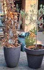 Capi potten, Ophalen, Kunststof, Gebruikt, Minder dan 60 cm