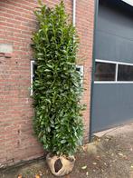Laurier Genolia Haag Elementen - Kant en Klaar, Tuin en Terras, Bloeit niet, Overige soorten, 250 tot 400 cm, Ophalen