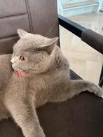 Britse Korthaar, Dieren en Toebehoren, Katten en Kittens | Raskatten | Korthaar, Kater, Gechipt, 0 tot 2 jaar
