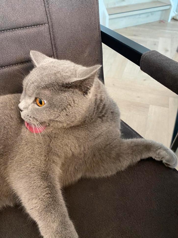 Britse Korthaar, Dieren en Toebehoren, Katten en Kittens | Raskatten | Korthaar, Kater, 0 tot 2 jaar, Gechipt, Ontwormd, Ingeënt