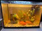 Aquarium met 3 goudvissen, Dieren en Toebehoren, Vissen | Aquaria en Toebehoren, Ophalen, Gebruikt, Gevuld zoetwateraquarium