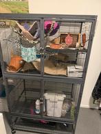 2 tamme ratten plus hok en toebehoren, Dieren en Toebehoren, Ophalen, Kooi, Gebruikt, 90 cm of meer