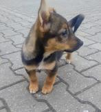 pups: Jack Russel X Keeshond, Dieren en Toebehoren, Honden | Niet-rashonden, Nederland, 8 tot 15 weken, CDV (hondenziekte), Meerdere