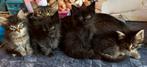 Maine coon kittens, Dieren en Toebehoren, Katten en Kittens | Raskatten | Langhaar, Kater, 0 tot 2 jaar