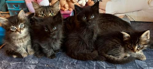 Maine coon kittens, Dieren en Toebehoren, Katten en Kittens | Raskatten | Langhaar, Kater, 0 tot 2 jaar