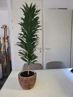 Dracaena compacta, Huis en Inrichting, Kamerplanten, Ophalen, Overige soorten