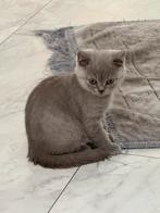 Hele schattige Britse Korthaar Kittens - LAATSTE 2!!!, Meerdere dieren, Ontwormd, 0 tot 2 jaar