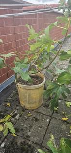 Vijgenboom Franse donkere vijg, Ophalen, 100 tot 250 cm, In pot, Vijgenboom