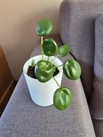 Pannenkoekenplant (Pilea peperomioides), Ophalen, Overige soorten, Halfschaduw, In pot