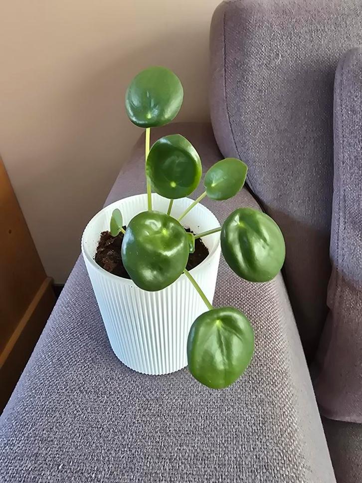 Pannenkoekenplant (Pilea peperomioides), Huis en Inrichting, Kamerplanten, Overige soorten, Minder dan 100 cm, Groene kamerplant