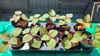 Shiso (Perilla) Bicolor (Britton), Ophalen, Volle zon, Eenjarig, Kruiden