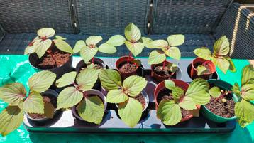 Shiso (Perilla) Bicolor (Britton) beschikbaar voor biedingen