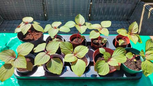 Shiso (Perilla) Bicolor (Britton), Tuin en Terras, Planten | Tuinplanten, Eenjarig, Kruiden, Volle zon, Zomer, Ophalen
