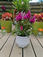 Scheurich Bloempot, Steen, Minder dan 30 cm, Minder dan 60 cm, Rond