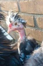 Leuk zijdehoender USA naakthals haantje, Dieren en Toebehoren, Pluimvee, Mannelijk, Kip