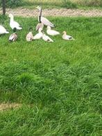 kwakers, Dieren en Toebehoren, Pluimvee, Meerdere dieren, Eend