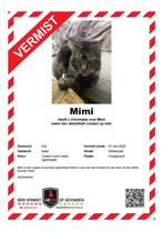vermiste Maine Coon, Dieren en Toebehoren, Kat