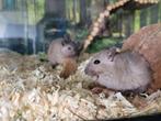 Gerbil vrouwtje en mannetje van 8 weken, Dieren en Toebehoren, Overige typen, Meerdere dieren, Tam