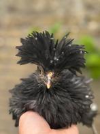 Koppel padua’s kuikens, Dieren en Toebehoren, Pluimvee, Meerdere dieren, Kip