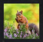 Eekhoorn Sciurus Vulgaris Heide., Verzamelen, Ansichtkaarten | Dieren, Ophalen of Verzenden, 1980 tot heden, Ongelopen, Knaagdier