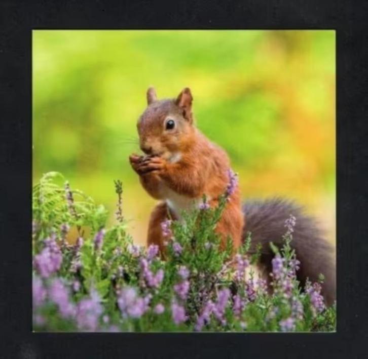 Eekhoorn Sciurus Vulgaris Heide., Verzamelen, Ansichtkaarten | Dieren, Ongelopen, 1980 tot heden, Knaagdier, Ophalen of Verzenden
