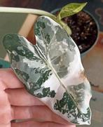 Alocasia frydek variegata! (3), Huis en Inrichting, Kamerplanten, Ophalen, Overige soorten, Halfschaduw, Minder dan 100 cm