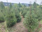 Kerstbomen te koop, Ophalen, Volle zon, Overige soorten, 100 tot 250 cm