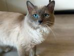 Ragdoll dekkater met stamboom!!!, Dieren en Toebehoren