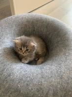 Kittens 6 highland fold, Dieren en Toebehoren, Meerdere dieren, Ingeënt, 0 tot 2 jaar