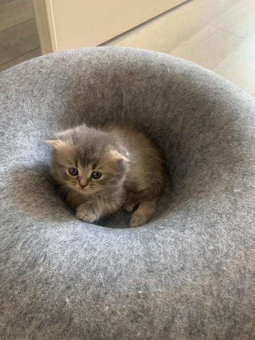 Kittens 6 highland fold, Dieren en Toebehoren, Katten en Kittens | Raskatten | Langhaar, Meerdere dieren, 0 tot 2 jaar, Ingeënt