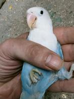 Prachtige piep jonge agapornis fisheri opaline blauw man, Dieren en Toebehoren, Vogels | Parkieten en Papegaaien, Mannelijk, Dwergpapegaai of Agapornis