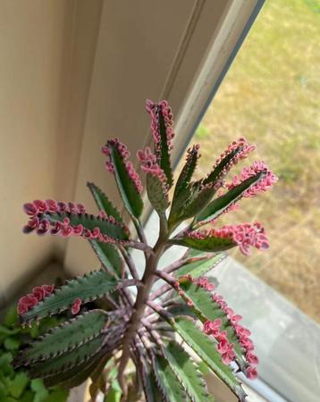 Kalanchoe pink butterfly stek beschikbaar voor biedingen