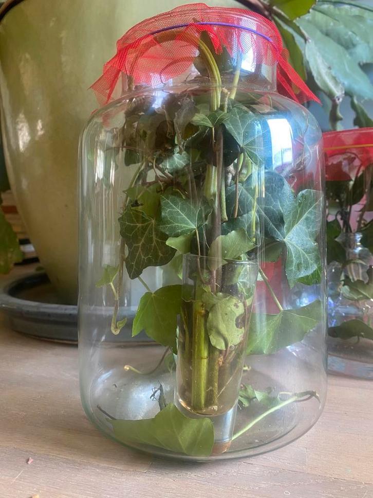 Gratis wandekende takken, Dieren en Toebehoren, Insecten en Spinnen, Wandelende tak