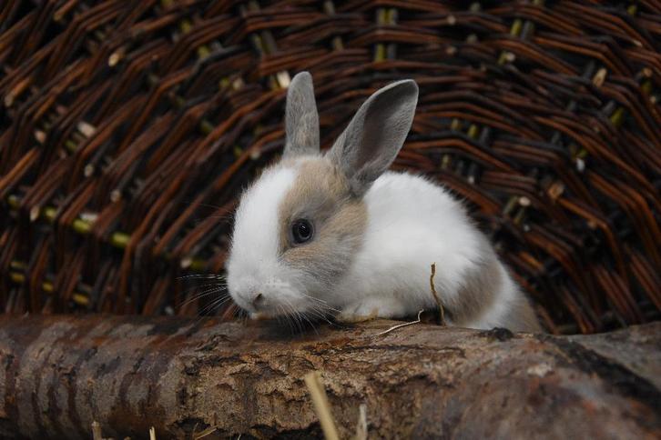 Hollander konijnen | Jonge dieren | Meerdere kleurslagen, Dieren en Toebehoren, Konijnen, Middelgroot, Meerdere dieren, 0 tot 2 jaar