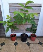 🪴NOTENBOOM KASTANJEBOOM HAZELNOOT FRAMBOOS IRIS VAARN PLANT, Tuin en Terras, Overige soorten, 100 tot 250 cm, Zomer, Ophalen