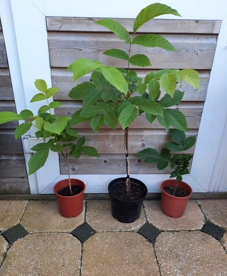 🪴NOTENBOOM KASTANJEBOOM HAZELNOOT FRAMBOOS IRIS VAARN PLANT, Tuin en Terras, Planten | Bomen, Overige soorten, 100 tot 250 cm