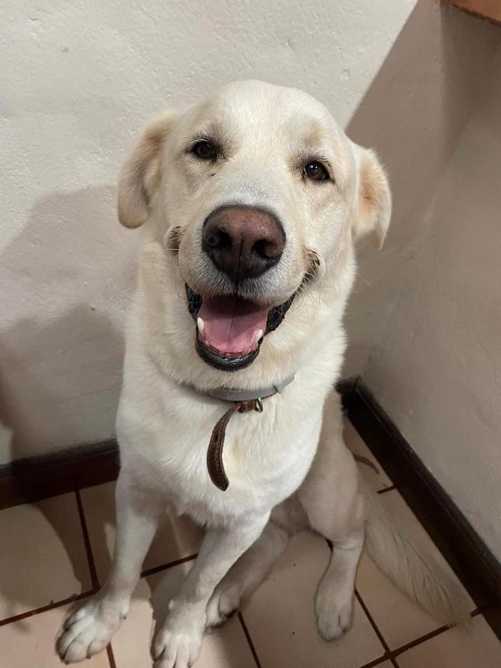 Hondenoppas aangeboden, Diensten en Vakmensen, Dieren | Honden | Verzorging, Oppas en Les