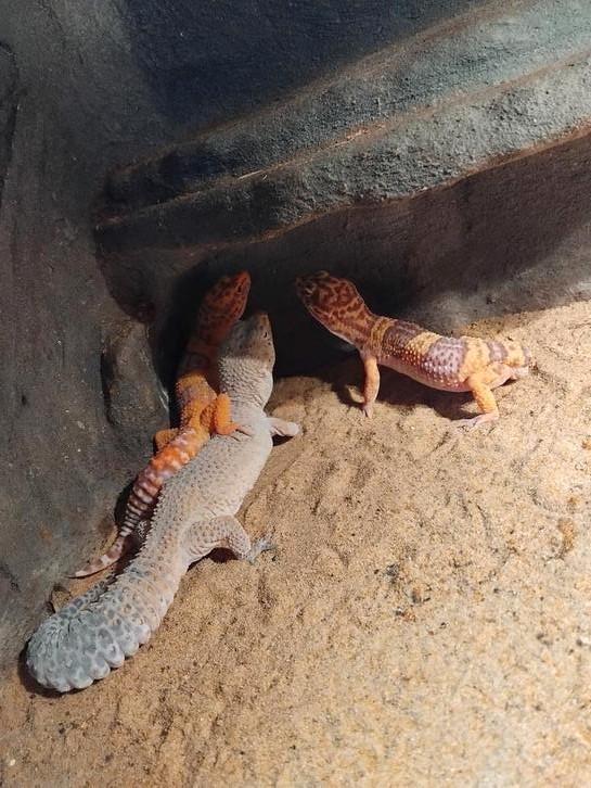 4 luipaardgekko's te koop waarvan 1 giant