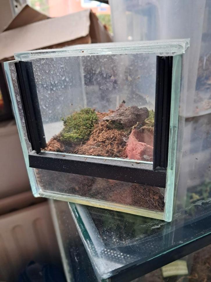 Miniatuur terrarium, Dieren en Toebehoren, Reptielen en Amfibieën | Toebehoren, Gebruikt, Terrarium of Paludarium, Ophalen of Verzenden