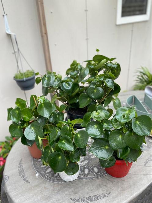 Peperomia planten – Verschillende formaten!, Huis en Inrichting, Kamerplanten, Overige soorten, Minder dan 100 cm, Groene kamerplant