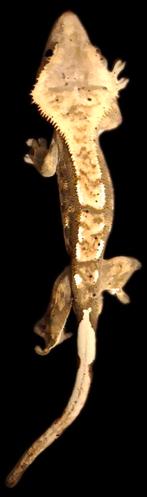6 prachtige wimpergekko's te koop, Dieren en Toebehoren, Reptielen en Amfibieën, Hagedis