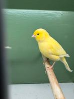 Waterslager koppel, Meerdere dieren, Kleurkanarie