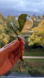 Philodendron Squamiferum Variegated beworteld stekje, Huis en Inrichting, Ophalen of Verzenden, Halfschaduw, Minder dan 100 cm