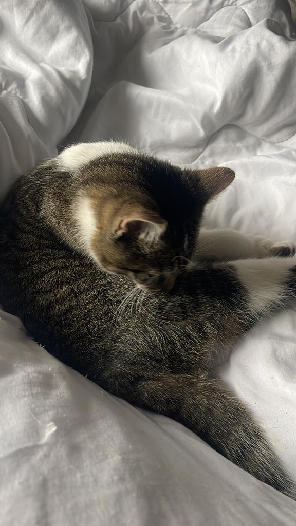 Opzoek naar een kamer/ appartement, Fietsen en Brommers, Fietsaccessoires | Fietsaccu's, Ophalen of Verzenden