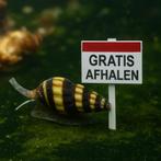Gratis af te halen: Anatome Helena slakken!, Dieren en Toebehoren, Vissen | Aquaria en Toebehoren, Ophalen, Zo goed als nieuw