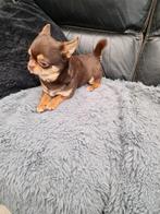 chihuahua, Reu, Meerdere, Chihuahua, 3 tot 5 jaar