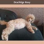 Prachtig Nestje Rasechte Toy Poedels geboren in 2026!, Poedel, Parvo, 8 tot 15 weken, Meerdere