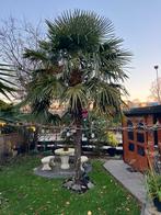 Chinese waaierpalmen 3 stuks, Tuin en Terras, Planten | Bomen, 100 tot 250 cm, Zomer, Palmboom, Ophalen